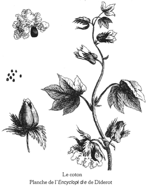 Coton Flower